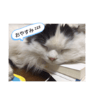 スコティッシュフォールドのマロ（個別スタンプ：5）