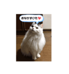 スコティッシュフォールドのマロ（個別スタンプ：7）