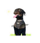 婆猫と子犬（個別スタンプ：3）