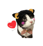 婆猫と子犬（個別スタンプ：21）