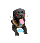婆猫と子犬（個別スタンプ：22）