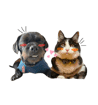 婆猫と子犬（個別スタンプ：24）