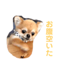 うちのちーたん（個別スタンプ：3）