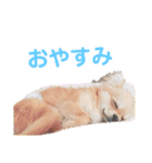 うちのちーたん（個別スタンプ：4）
