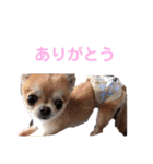 うちのちーたん（個別スタンプ：12）