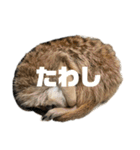 うちのみのすけ（個別スタンプ：10）