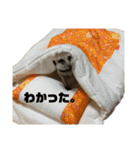 うちのみのすけ（個別スタンプ：14）