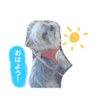 佐藤家40個スタンプ（個別スタンプ：1）
