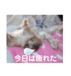 佐藤家40個スタンプ（個別スタンプ：26）