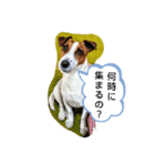 アリー·ジャック（個別スタンプ：11）
