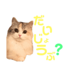 ぽーむぽーむぽむ♪2（個別スタンプ：3）