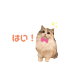 ぽーむぽーむぽむ♪2（個別スタンプ：4）