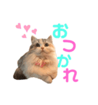 ぽーむぽーむぽむ♪2（個別スタンプ：9）