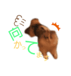 ぽーむぽーむぽむ♪2（個別スタンプ：16）