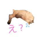 ぽーむぽーむぽむ♪2（個別スタンプ：17）