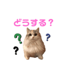 ぽーむぽーむぽむ♪2（個別スタンプ：22）