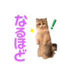 ぽーむぽーむぽむ♪2（個別スタンプ：24）