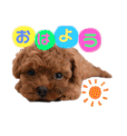 犬♡トイプードル家族（個別スタンプ：1）