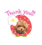 犬♡トイプードル家族（個別スタンプ：2）