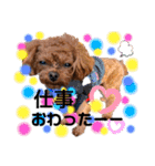 犬♡トイプードル家族（個別スタンプ：5）