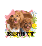 犬♡トイプードル家族（個別スタンプ：6）