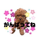 犬♡トイプードル家族（個別スタンプ：7）