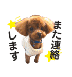 犬♡トイプードル家族（個別スタンプ：8）