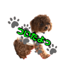 犬♡トイプードル家族（個別スタンプ：9）