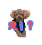 犬♡トイプードル家族（個別スタンプ：10）