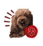 犬♡トイプードル家族（個別スタンプ：11）