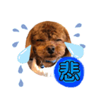 犬♡トイプードル家族（個別スタンプ：12）
