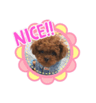 犬♡トイプードル家族（個別スタンプ：13）
