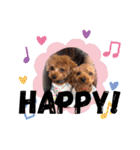犬♡トイプードル家族（個別スタンプ：14）