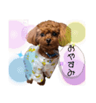 犬♡トイプードル家族（個別スタンプ：16）