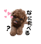犬♡トイプードル家族（個別スタンプ：19）