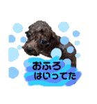 犬♡トイプードル家族（個別スタンプ：20）