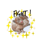 犬♡トイプードル家族（個別スタンプ：21）