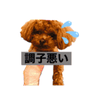 犬♡トイプードル家族（個別スタンプ：23）