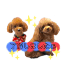 犬♡トイプードル家族（個別スタンプ：24）