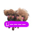 犬♡トイプードル家族（個別スタンプ：25）