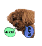 犬♡トイプードル家族（個別スタンプ：27）