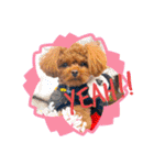 犬♡トイプードル家族（個別スタンプ：29）