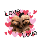 犬♡トイプードル家族（個別スタンプ：30）