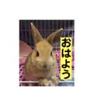 ぼくらのきなこ（個別スタンプ：2）