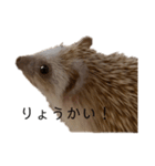 ハリネズミのせっちゃん（個別スタンプ：3）