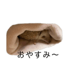 ハリネズミのせっちゃん（個別スタンプ：6）