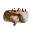 ハリネズミのせっちゃん（個別スタンプ：7）