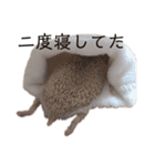 ハリネズミのせっちゃん（個別スタンプ：8）
