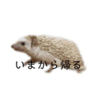 ハリネズミのせっちゃん（個別スタンプ：10）