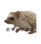 ハリネズミのせっちゃん（個別スタンプ：11）